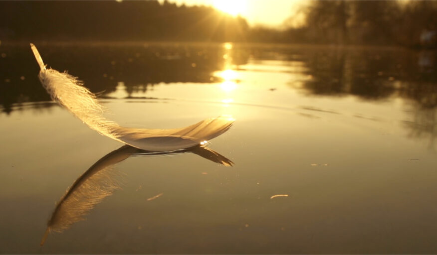 Down Proven to Be Better for the Environment